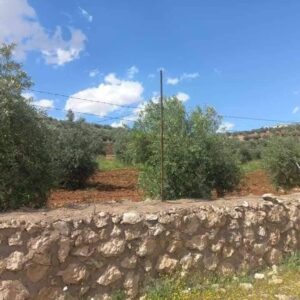 اراضي للبيع في الاردن مزرعة-3-دونم-للبيع-شرق-جرش-قوشان-مستقل-وزيتون-مثمر-بإطلالة-رائعة